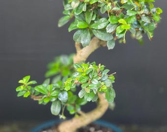 Fukien Tea Bonsai Tree: S-shaped Indoor Garden - Etsy