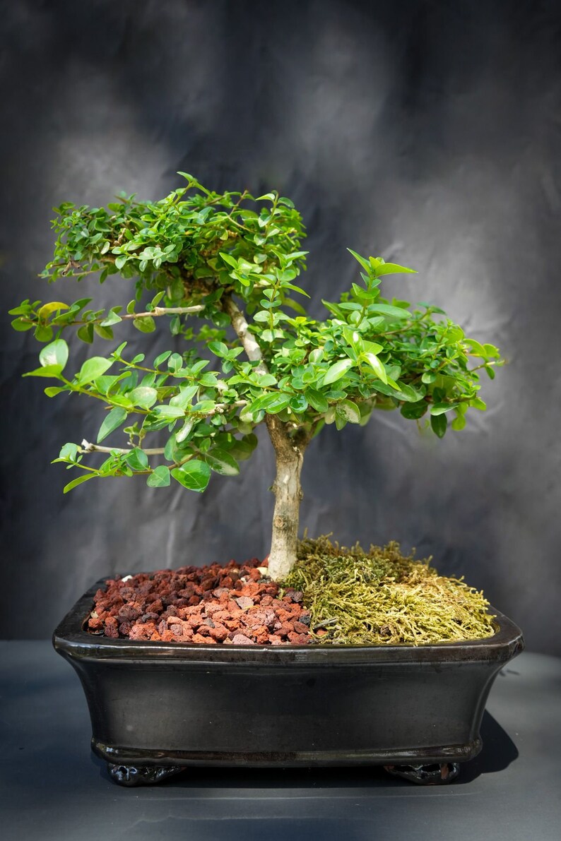 Puede incluir: Un peque&ntilde;o &aacute;rbol bons&aacute;i verde en una maceta de cer&aacute;mica negra con tierra roja y verde. El &aacute;rbol tiene un tronco grueso y muchas ramas con peque&ntilde;as hojas verdes.