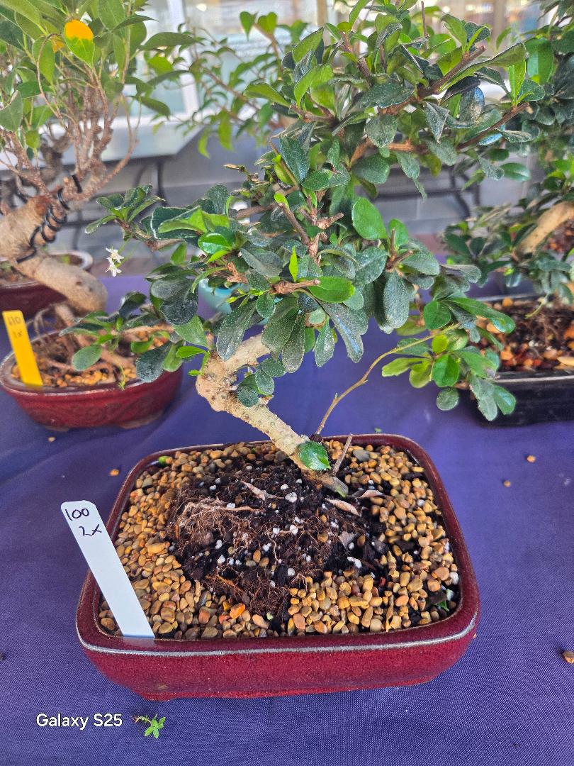Xl Bonsai Pots - Etsy