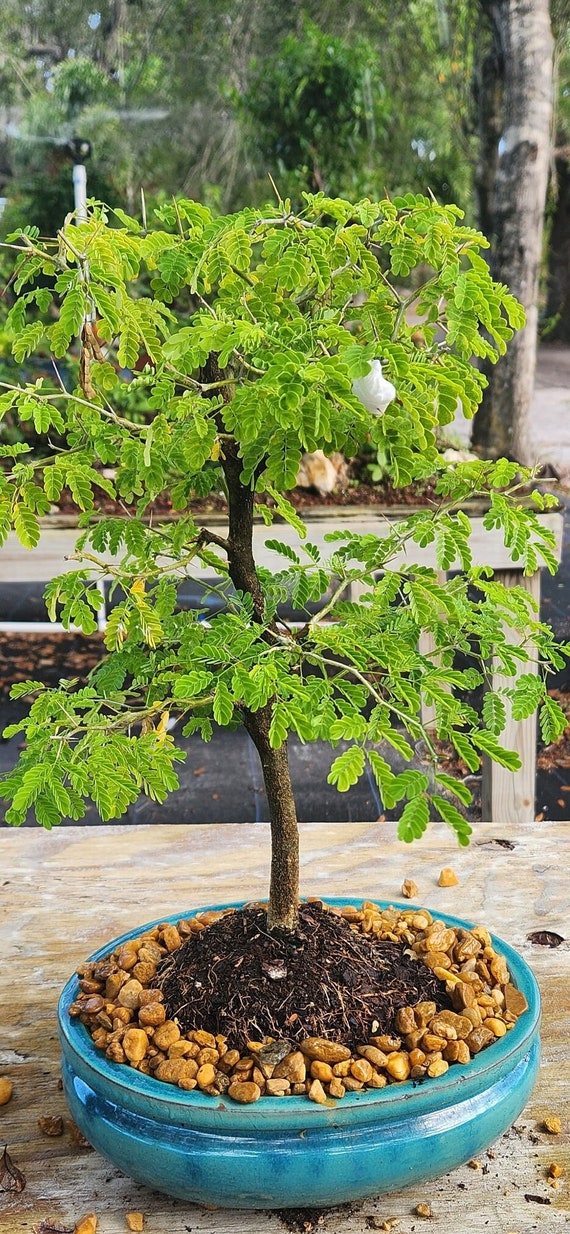 Brazilian Raintree Bonsai Tree - 10 Year Old Indoor Plant - Etsy