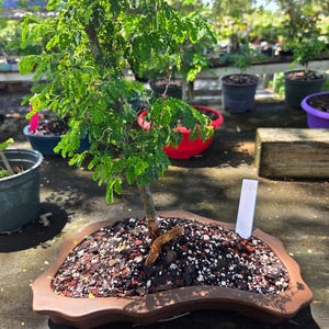 Brand new Brazilian Raintree in forest low lip bonsai pot. Free shipping.  Never offered on Etsy