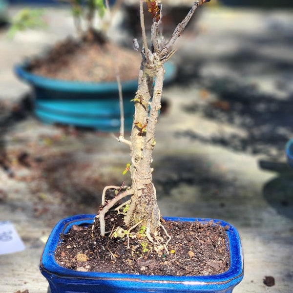 Lousbonsai.com  Dwarf Real Fruits Pomegranate bonsai tree. Only in 6inch pot.