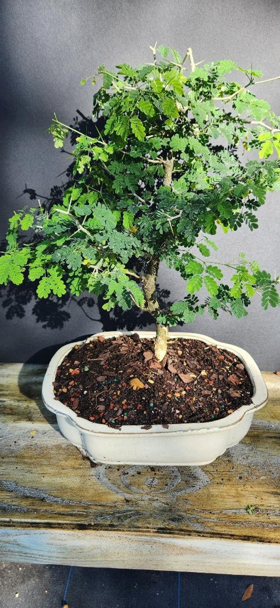 Lousbonsai.com Monster brasilianischer Regenbaumbonsai. 15 Jahre alt. -  Etsy.de