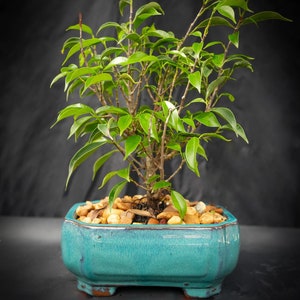Lousbonsai perfect indoor ficus too little bonsai tree in 6 inch pot