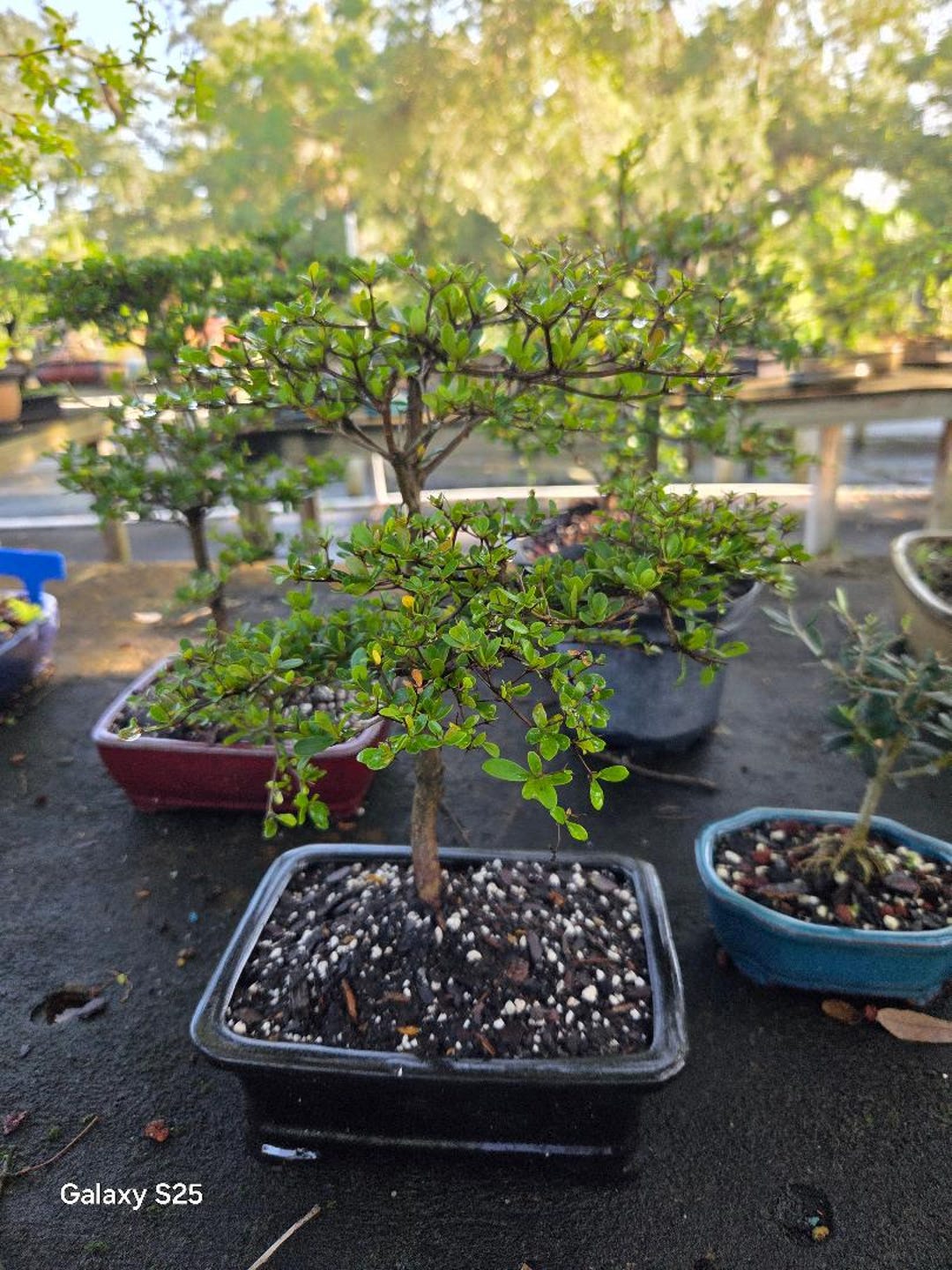 Olive Bonsai Tree Black - 12 Year Old Indoor Evergreen In 8-Inch Pot - Live  Plant Bonsai Tree Ficus