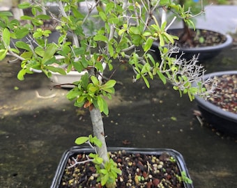Bonsai Live Tree Black Olive (bucida Spinosa), Indoor Outdoor Plant, 4" Pot  - Etsy