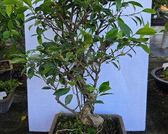 Bonsái de Ficus Retusa: Ideal para principiantes (15 años)