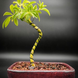 Indoor beginner bonsai tree for the true beginner.  Umbrella dwarfed