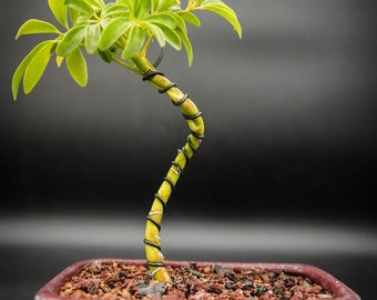 Indoor beginner bonsai tree for the true beginner.  Umbrella dwarfed