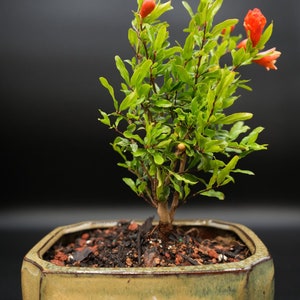 May include: A small green bonsai tree with red flowers in a green ceramic pot. The tree is in a shallow, rectangular pot with a textured surface.