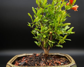 Dwarf pomegranate in 6inch bonsai pot great bonsai tree.