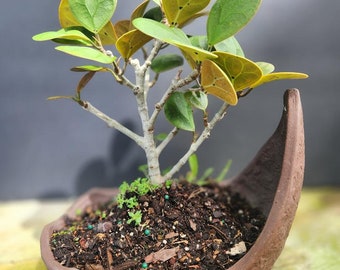 Lousbonsai.com Mistletoe fig in egg shell bonsai pot. Only one in stock.  Reach out to us to see its not sold. Only one