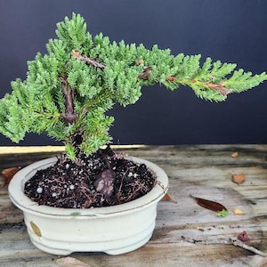 Lousbonsai.com Beginner indoor Juniper bonsai tree for the true beginner.