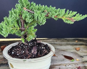 Lousbonsai.com Beginner indoor Juniper bonsai tree for the true beginner.