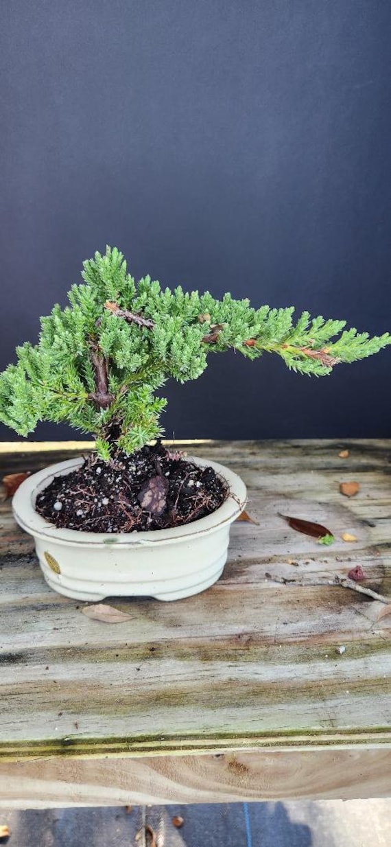 Lousbonsai.com Beginner indoor Juniper bonsai tree for the true beginner.