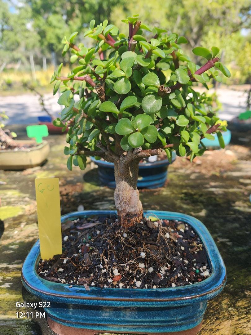 Dwarf Jade Wire Bonsai Tree - 8yr Beginner Plant