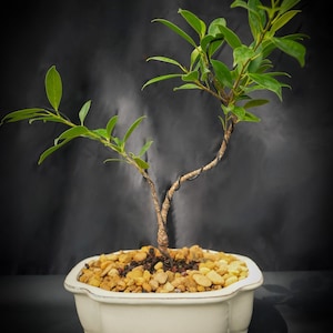 Lousbonsai.com Dwarf Ficus retusa bonsai tree perfect for your home or office