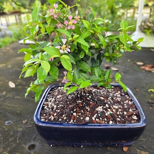 Flowering Cherry Bonsai Tree: Yellow/Pink Blooms, Edible Cherries - 8" Pot
