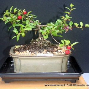 May include: A small bonsai tree with red berries growing in a brown ceramic pot. The tree is in a shallow pot with a drainage tray. The tree is on a wooden surface.