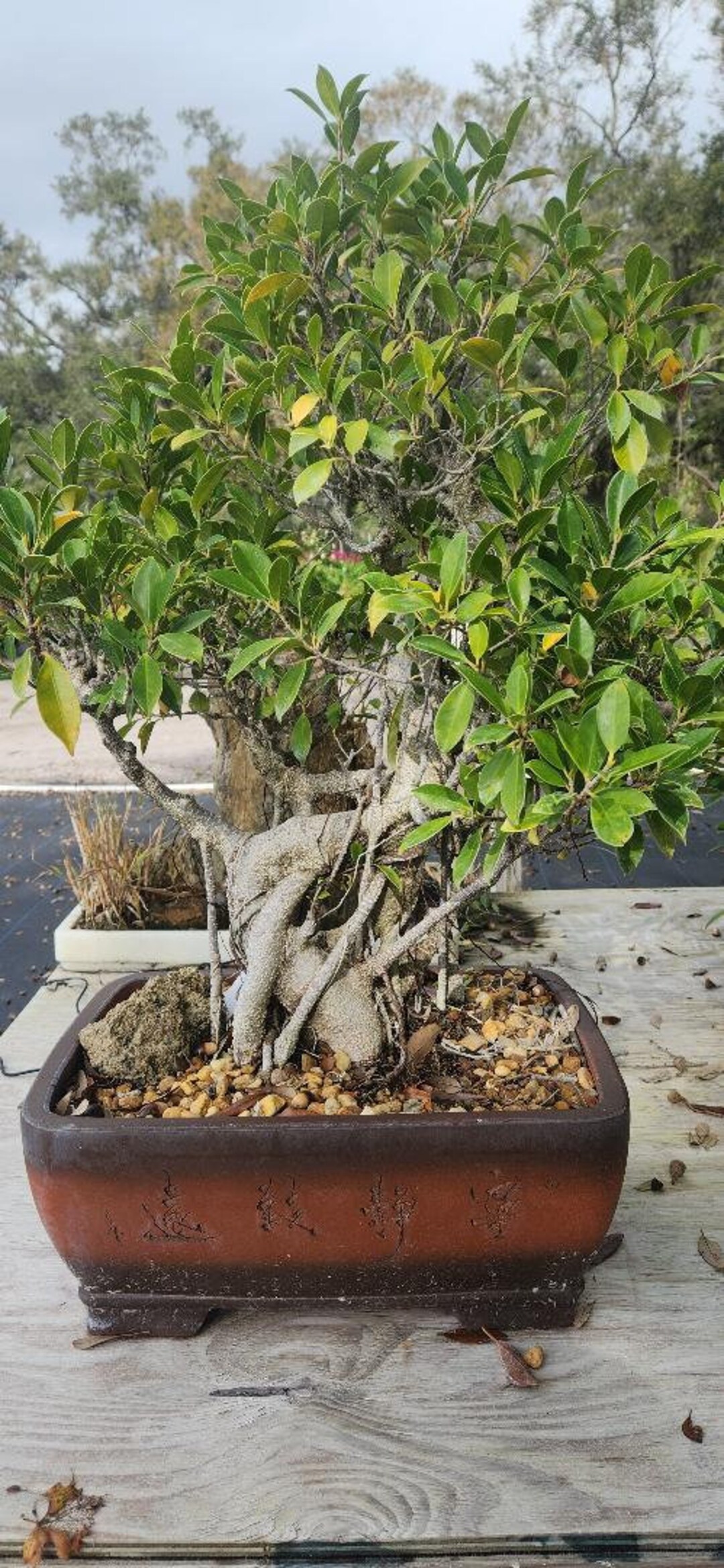 Lousbonsai.com Monster One of a Kind 35yr Old Ficus Retusa Bonsai Tree for  Indoors. - Etsy