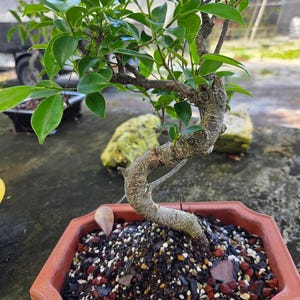 15yr old Ficus Retusa styled imported bonsai tree. Great for indoors Basic care On Sale free shipping