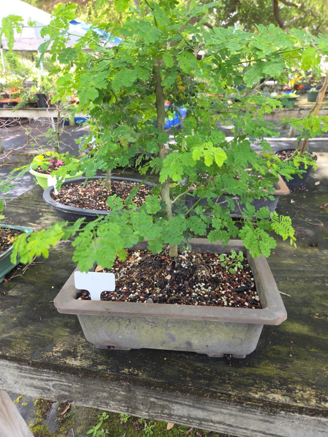 Lousbonsai.com Brasilianischer regenbaum bonsai im 10 inch Topf. Alle sind  voll verzweigt. - Etsy.de