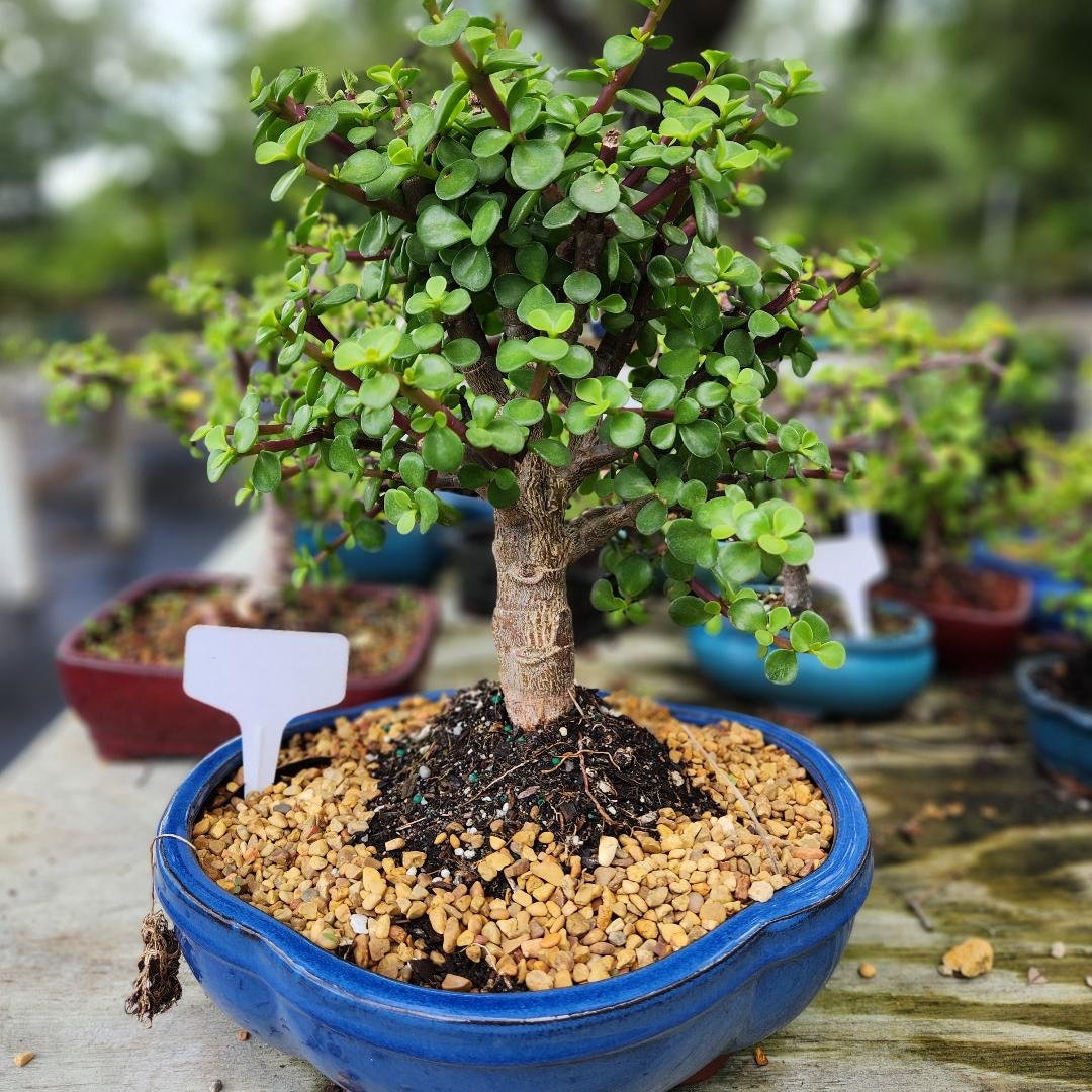 Weeping Willow Tree Live Plant Dwarf Japanese Curly Willow Bonsai