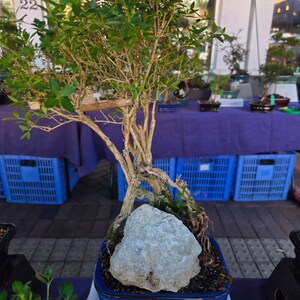 May include: A bonsai tree with green leaves and a light brown trunk planted in a rectangular blue ceramic pot. A large, light gray, textured rock sits at the base of the tree, partially covering the dark soil within the container.