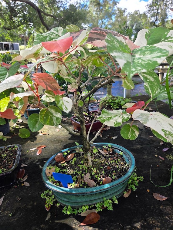Lousbonsai.com Variegated Dwarf Hibiscus bonsai tree What color all over  tree. Indoors please