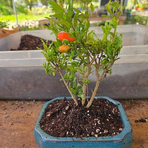 Lousbonsai.com Dwarf Pomegranate Bonsai Tree. Will Flower as Shown and  Fruit. Indoors - Etsy