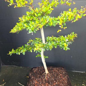May include: A bonsai tree with a slender, light-colored trunk and multiple horizontal branches covered in small, vibrant green leaves. The tree is planted in a dark, square ceramic pot filled with dark soil and small reddish-brown pebbles.