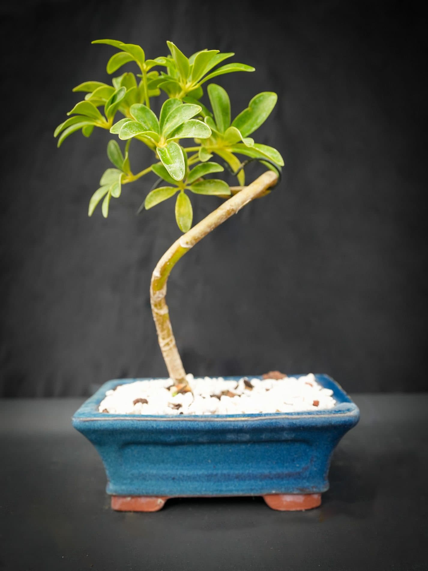 Lousbonsai.com Coiled Dwarf Umbrella Bonsai Tree. Easy as Any Bonsai We  Care. Indoors - Etsy