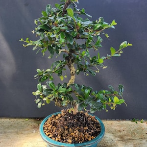Large Fukien Tea Bonsai Tree in 8'' Pot W/ Humidity Tray Indoor ...