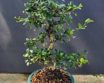 ★送料・関税込★LMC★BONSAI TEE★ il_340x270.5898669596_awbq.jpg