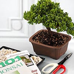 May include: A bonsai tree in a brown ceramic pot, with a pair of pruning shears and a book titled "101 Bonsai" on a white surface.