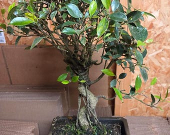 early rider superply bonsai Early Rider Super Velio main image 1