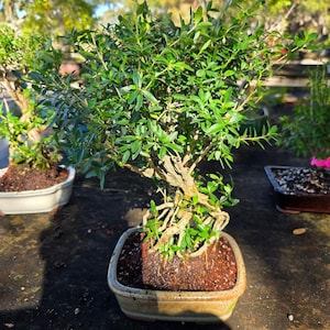Lousbonsai.com Mount Fuji Serissa flowers white many times a year know for air roots.