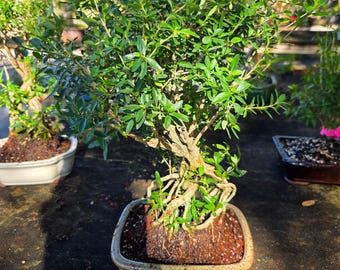 Snow Rose Bonsai Tree #751 - Etsy