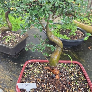 May include: A bonsai tree with a thick, S-curved trunk and small green leaves planted in a square red ceramic pot. The soil is covered with small pebbles and organic matter. A white plastic plant marker with the handwritten text 100 is visible.