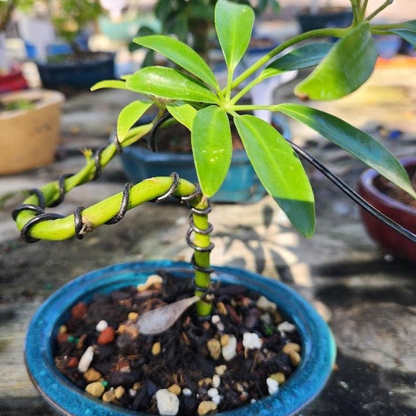 Lousbonsai..com Beginner indoor umbrella trained bonsai tree. Real basic easy low light