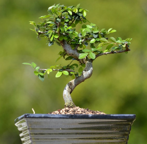 10yr Old Chinese Elm Bonsai Tree in 8inch Pot - Etsy