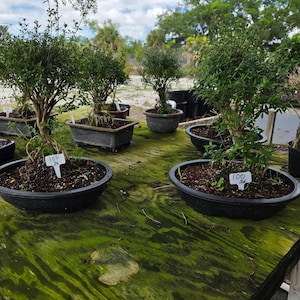 May include: Several bonsai trees in black oval pots sit on a weathered, green-tinged wooden table. The trees have green foliage and brown trunks. Price tags are visible on some of the trees. The background shows more trees and a blue sky.