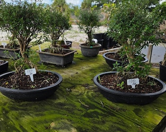 Mount Fuji Serissa Bonsai Tree with Aerial Roots & White Flowers (XL Size)