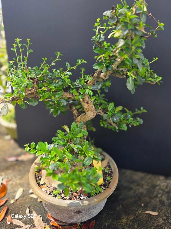 Flowering Fukien Tea Bonsai Tree, Beginner Low Light Indoor Plant - Etsy
