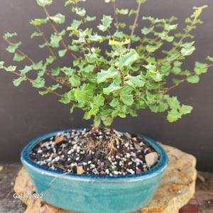 Mini Brands Garden Bonsai - Etsy
