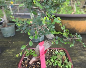 bonsai ficus panda Ficus Panda Single Head