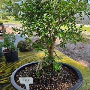 May include: A bonsai tree with green leaves and exposed roots planted in a round black ceramic pot. The soil is dark and textured with small pebbles. A white plastic plant marker with the handwritten text 125 is inserted into the soil.