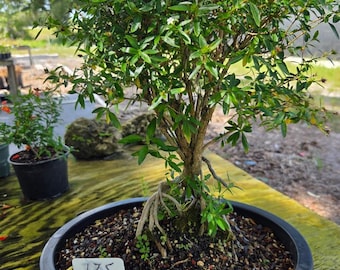 Mount Fuji Serissa Bonsai Tree with Aerial Roots large 11 inch pot