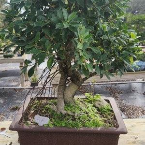 Lousbonsai One of Kind 35yrs approximately monster Ficus Retusa.  Indoor tree