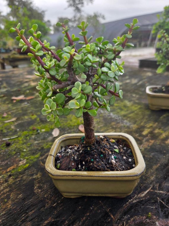 Variegated Jade Bonsai Tree, Dwarf Indoor Plant, Beginner Friendly - Etsy